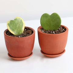 Hoya Kerrii Hearts Bundle