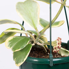 Hoya Kerrii 'Heart' VARIEGATED Sweetheart Valentine Plant