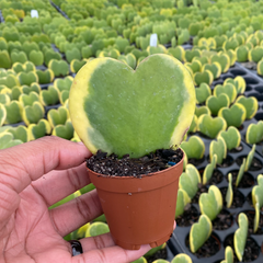 Hoya Kerrii 'Heart' VARIEGATED Sweetheart Valentine Plant