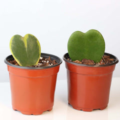 Hoya Kerrii Hearts Bundle