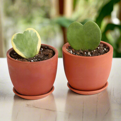 Hoya Kerrii Hearts Bundle