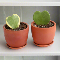 Hoya Kerrii Hearts Bundle