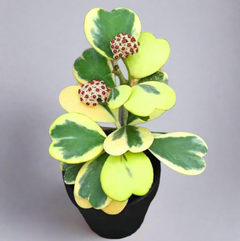 Hoya Kerrii 'Heart' VARIEGATED Sweetheart Valentine Plant