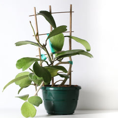 Hoya Kerrii 'Hearts' Sweetheart Valentine Plant