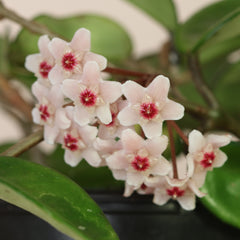 Hoya Krimson Princess Pink Plant