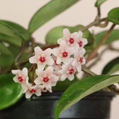 Hoya Krimson Princess Pink Plant