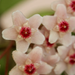 Hoya Krimson Princess Pink Plant