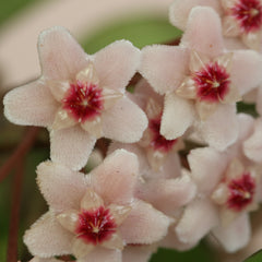 Hoya Krimson Princess Pink Plant