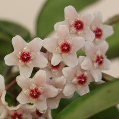 Hoya Krimson Princess Pink Plant