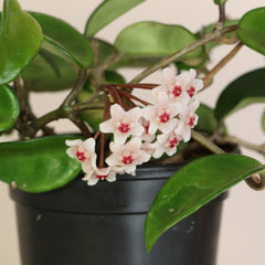 Hoya Krimson Princess Pink Plant