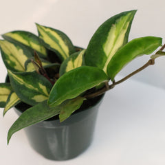 Hoya Krimson Princess Pink Plant