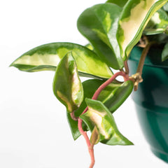 Hoya Krimson Princess Pink Plant