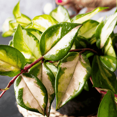 Hoya Krimson Princess Pink Plant