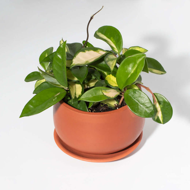 Hoya Krimson Princess Pink Plant
