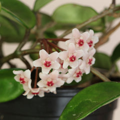 Hoya Krimson Princess Pink Plant