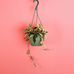 Hoya Krimson Queen Pink Plant