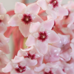 Hoya Krimson Queen Pink Plant