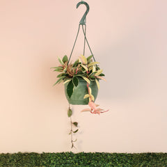 Hoya Krimson Queen Pink Plant