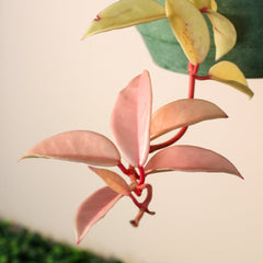 Hoya Krimson Queen Pink Plant