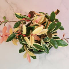 Hoya Krimson Queen Pink Plant