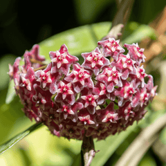 Hoya Pubicalyx Splash Vining Plant