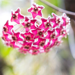 Hoya Pubicalyx Splash Vining Plant