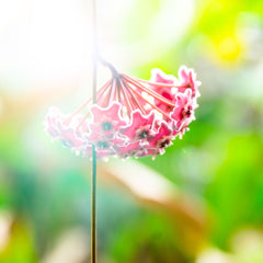 Hoya Pubicalyx Splash Vining Plant