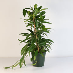 Hoya Pubicalyx Splash Vining Plant