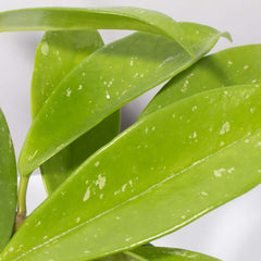 Hoya Pubicalyx Splash Vining Plant