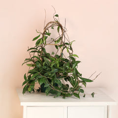 Hoya Pubicalyx Splash Vining Plant
