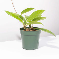 Hoya Pubicalyx Splash Vining Plant