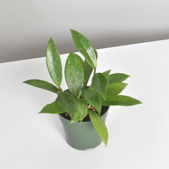 Hoya Pubicalyx Splash Vining Plant