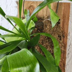 Fertilizer Basket - Lyfe Slow Release
