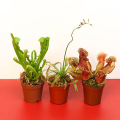 Trio of Terror Carnivorous Plant Bundle