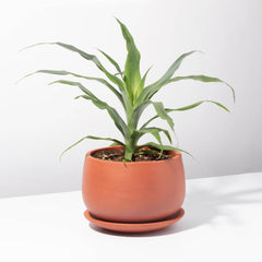 Valentina Terracotta Minimalist Planter 5.5"- Empty