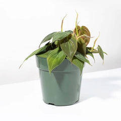 Velvet Leaf Philodendron Micans Vining Plant