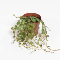 String of Turtles Trailing Plant
