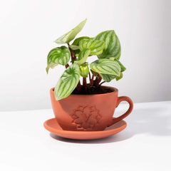 Lyfe Teacup Looking Terracotta  Planter - Empty