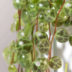 String of Turtles Trailing Plant