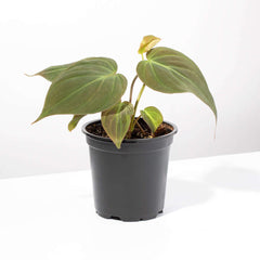 Velvet Leaf Philodendron Micans Vining Plant