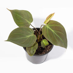 Velvet Leaf Philodendron Micans Vining Plant