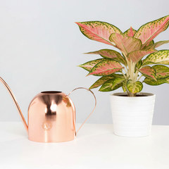 Lyfe Watering Can Rose Gold