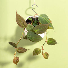 Velvet Leaf Philodendron Micans Vining Plant