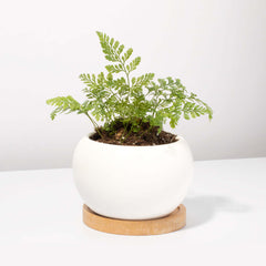 Rabbit Foot Fern