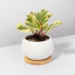 Diana Ceramic 3" - Empty