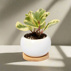Diana Ceramic 3" - Empty
