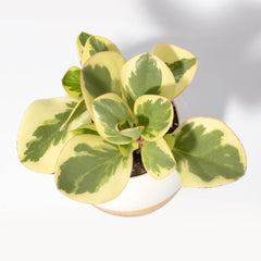 Diana Ceramic 3" - Empty
