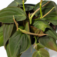 Velvet Leaf Philodendron Micans Vining Plant