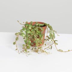 String of Turtles Trailing Plant