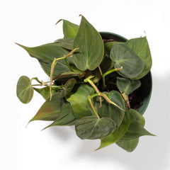Velvet Leaf Philodendron Micans Vining Plant